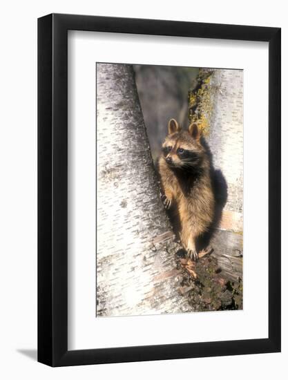 A Raccoon Standing in the Y of an Aspen-John Alves-Framed Photographic Print