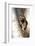 A Raccoon Standing in the Y of an Aspen-John Alves-Framed Photographic Print