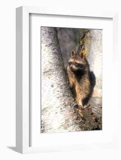 A Raccoon Standing in the Y of an Aspen-John Alves-Framed Photographic Print