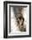 A Raccoon Standing in the Y of an Aspen-John Alves-Framed Photographic Print