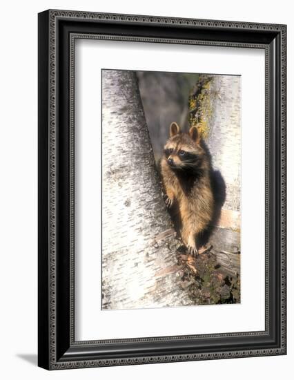 A Raccoon Standing in the Y of an Aspen-John Alves-Framed Photographic Print