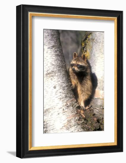 A Raccoon Standing in the Y of an Aspen-John Alves-Framed Photographic Print