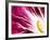 A Radicchio Leaf with a Slice of Lemon-Peter Rees-Framed Photographic Print