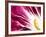 A Radicchio Leaf with a Slice of Lemon-Peter Rees-Framed Photographic Print