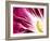 A Radicchio Leaf with a Slice of Lemon-Peter Rees-Framed Photographic Print