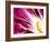 A Radicchio Leaf with a Slice of Lemon-Peter Rees-Framed Photographic Print