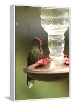 A Rainbow Bearded Thornbill Hummingbird Chalcostigma Herrani At