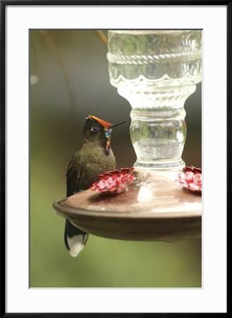 A Rainbow Bearded Thornbill Hummingbird Chalcostigma Herrani At