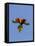 A Rainbow Lorikeet from Northern Australia in Flight in Southwest Australia-Neil Losin-Framed Premier Image Canvas