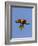 A Rainbow Lorikeet from Northern Australia in Flight in Southwest Australia-Neil Losin-Framed Photographic Print