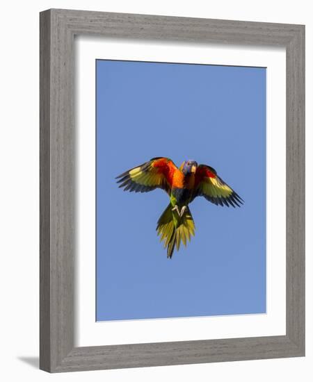 A Rainbow Lorikeet from Northern Australia in Flight in Southwest Australia-Neil Losin-Framed Photographic Print