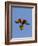 A Rainbow Lorikeet from Northern Australia in Flight in Southwest Australia-Neil Losin-Framed Photographic Print