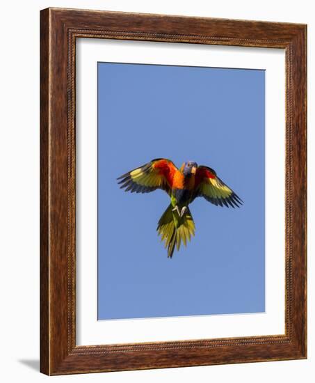 A Rainbow Lorikeet from Northern Australia in Flight in Southwest Australia-Neil Losin-Framed Photographic Print