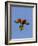 A Rainbow Lorikeet from Northern Australia in Flight in Southwest Australia-Neil Losin-Framed Photographic Print