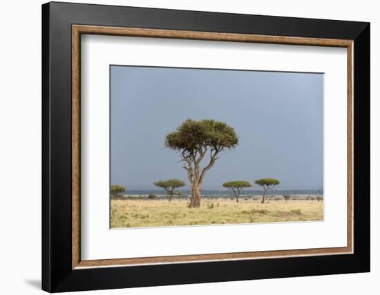 A Rainstorm Approaching in the Masai Mara Plains, Kenya-Sergio Pitamitz-Framed Photographic Print