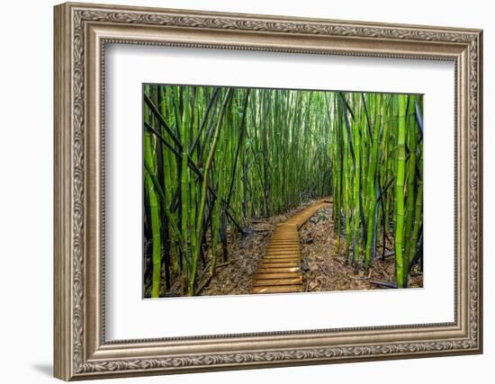 A raised wooden walkway through the bamboo forest-David Fleetham-Framed Photographic Print