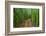 A raised wooden walkway through the bamboo forest-David Fleetham-Framed Photographic Print