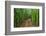 A raised wooden walkway through the bamboo forest-David Fleetham-Framed Photographic Print