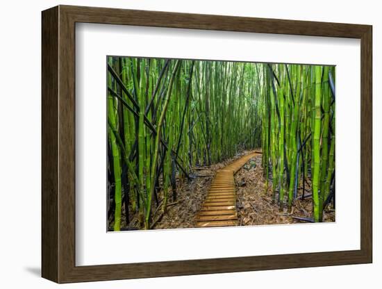 A raised wooden walkway through the bamboo forest-David Fleetham-Framed Photographic Print