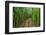 A raised wooden walkway through the bamboo forest-David Fleetham-Framed Photographic Print