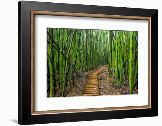 A raised wooden walkway through the bamboo forest-David Fleetham-Framed Photographic Print