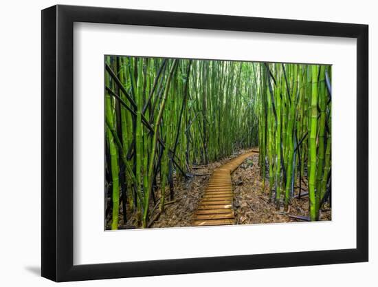 A raised wooden walkway through the bamboo forest-David Fleetham-Framed Photographic Print