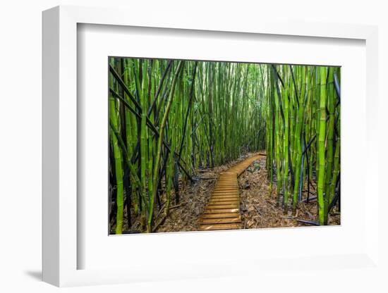 A raised wooden walkway through the bamboo forest-David Fleetham-Framed Photographic Print