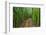 A raised wooden walkway through the bamboo forest-David Fleetham-Framed Photographic Print