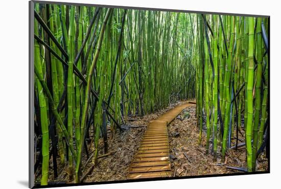 A raised wooden walkway through the bamboo forest-David Fleetham-Mounted Photographic Print