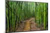 A raised wooden walkway through the bamboo forest-David Fleetham-Mounted Photographic Print