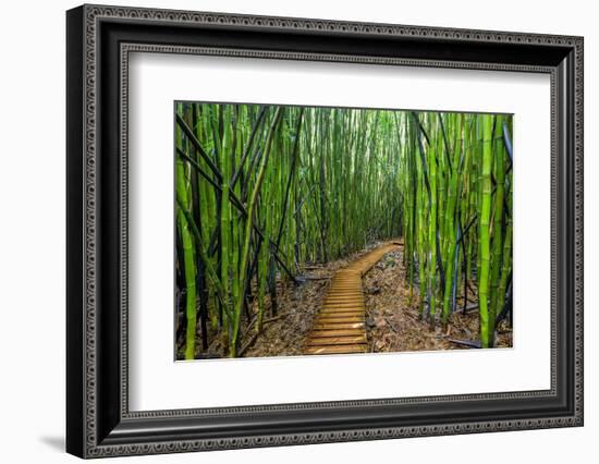 A raised wooden walkway through the bamboo forest-David Fleetham-Framed Photographic Print