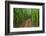 A raised wooden walkway through the bamboo forest-David Fleetham-Framed Photographic Print