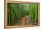 A raised wooden walkway through the bamboo forest-David Fleetham-Framed Premier Image Canvas