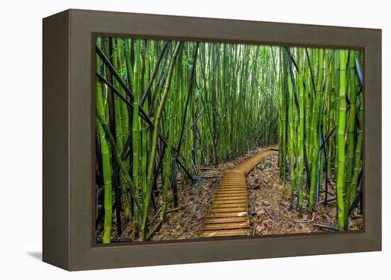 A raised wooden walkway through the bamboo forest-David Fleetham-Framed Premier Image Canvas