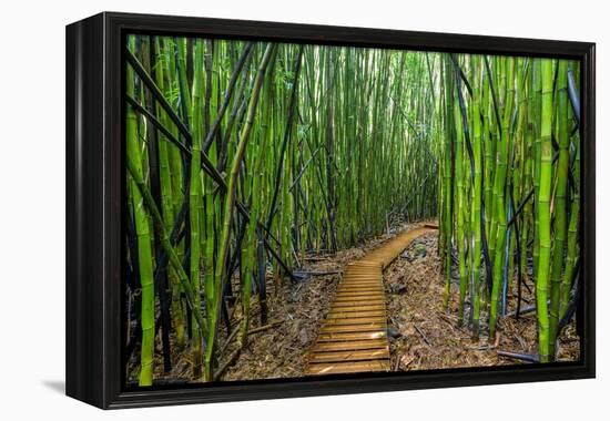 A raised wooden walkway through the bamboo forest-David Fleetham-Framed Premier Image Canvas