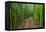 A raised wooden walkway through the bamboo forest-David Fleetham-Framed Premier Image Canvas