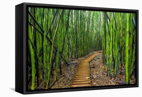 A raised wooden walkway through the bamboo forest-David Fleetham-Framed Premier Image Canvas