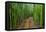 A raised wooden walkway through the bamboo forest-David Fleetham-Framed Premier Image Canvas