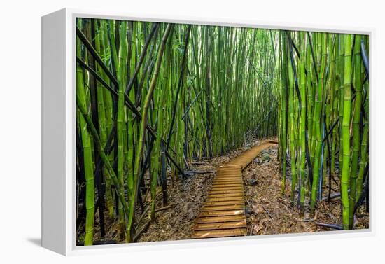 A raised wooden walkway through the bamboo forest-David Fleetham-Framed Premier Image Canvas