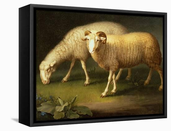 A Ram and Sheep-Johan Wenzel Peter-Framed Premier Image Canvas
