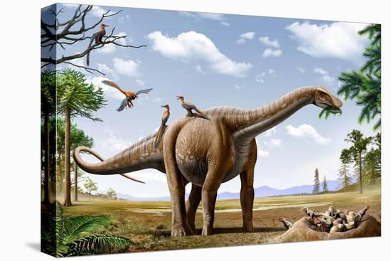 Stretched Canvas Print, , large