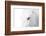 A Rare Breed-Marco Carmassi-Framed Photographic Print