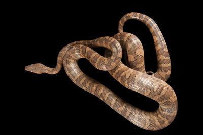 A Rare Virgin Islands Tree Boa Epicrates Monensis Photographic
