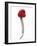 A Raspberry on a Fork-Marc O^ Finley-Framed Photographic Print