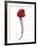 A Raspberry on a Fork-Marc O^ Finley-Framed Photographic Print