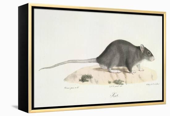 A Rat-Werner-Framed Premier Image Canvas