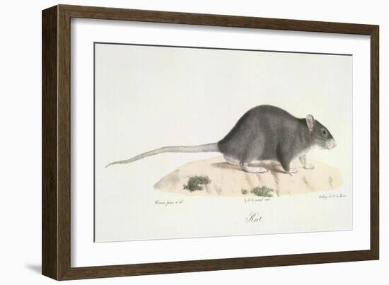 A Rat-Werner-Framed Giclee Print