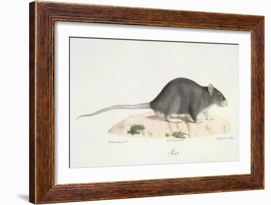 A Rat-Werner-Framed Giclee Print