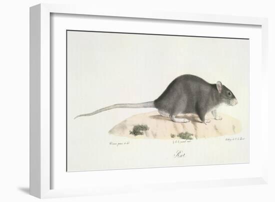 A Rat-Werner-Framed Giclee Print