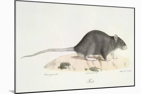 A Rat-Werner-Mounted Giclee Print